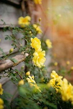 yellow flowers are growing on the side of a building