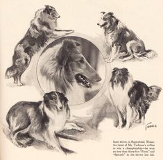 an old book with dogs looking at their own reflection in the mirror and another dog sitting next to it