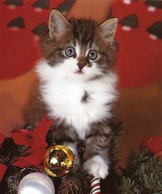 a small kitten sitting on top of a table next to christmas decorations and balls with blue eyes