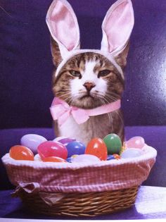 a cat wearing bunny ears sitting in a basket filled with eggs