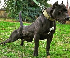 a black and white dog standing on top of a lush green field