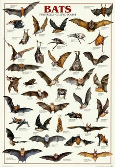 a poster with many different types of bats on it's sides and the names of them