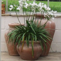 a large potted plant sitting on top of a wooden table next to a window