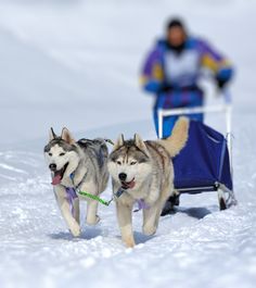 two husky dogs pulling a sled in the snow with a man riding behind them