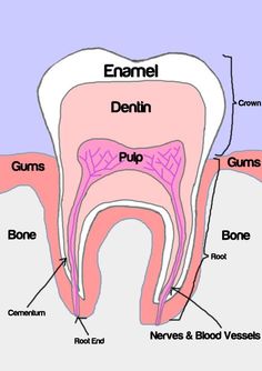 Pediatric Dental Assistant, Human Teeth Anatomy, Dental Assistant Study Guide, Dental Terminology, Tooth Anatomy, Dental Assistant School, Dental Hygienist School, Teeth Clenching, Hygiene School