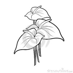 a single flower on a white background in black and white royalty illustration for coloring pages