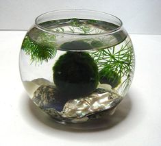 a fish bowl filled with water and rocks