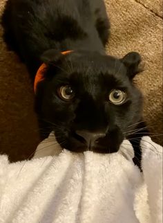 a black cat laying on top of a white towel next to a brown wall and looking at the camera