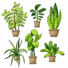 different types of plants in pots on a white background, set of cartoon style illustrations