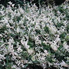 some white flowers that are growing in the grass