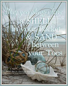 an image of happy sunday with shells and seaweed in the sand at the beach