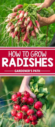 how to grow radishes in the garden's path