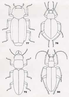 four different types of bugs are shown in the diagram, and each beetle has three legs