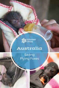 australia saving flying foxes with text overlay