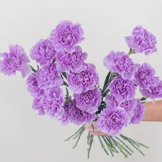 lavender carnation flower Purple Carnation Bouquet, Lavender Carnations, Lavender Color Flowers, Floral Spray Paint, Flower Moxie, Purple Carnations, Carnation Bouquet, Carnation Flowers, Easter Wedding