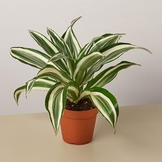 a potted plant sitting on top of a table