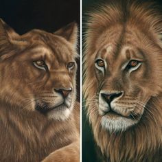 two paintings of lions, one with orange eyes and the other with brown furs