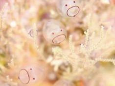 an underwater scene with bubbles and seaweed