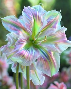 an image of a flower that is blooming in the daylily light colors