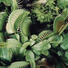 some very pretty green plants with leaves on them