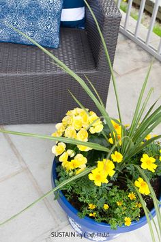 a potted plant with yellow flowers in it on the ground next to a chair