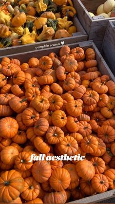 pumpkins and squash are stacked up in bins