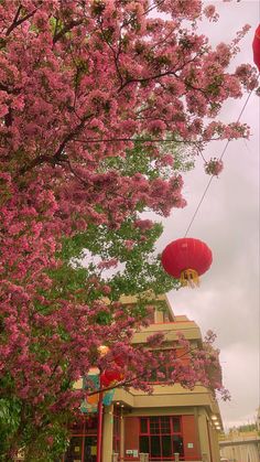 cherry blossoms with red chinese lanterns China Town Aesthetic, Aesthetic China, Cherry Blossom Aesthetic, Blossom Aesthetic, Town Aesthetic, China Spring, China Town, Pink Spring, Spring Aesthetic