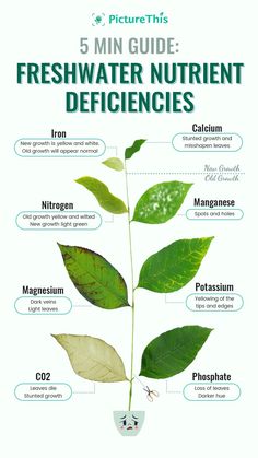 the five main types of fresh water and their uses in plants, including leaf - shaped leaves