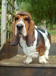 a basset hound standing on steps with his tongue hanging out