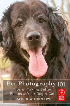 a dog with its tongue hanging out and the title pet photography 101 tips for taking better photos of your dog or cat