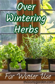 herbs are growing in small pots on a window sill with the words over wintering herbs for winter use