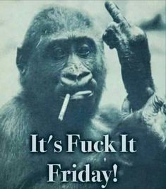 Funny Monkey Pictures, Funny Day Quotes, Sick Humor, It Friday, Funny Puns Jokes, Morning Quotes Funny, Monkeys Funny