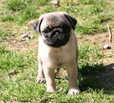 a small pug standing on top of a lush green grass covered field next to a tree