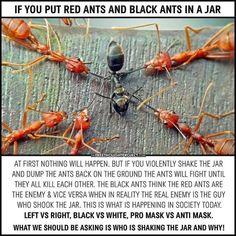 an image of some red ants with caption