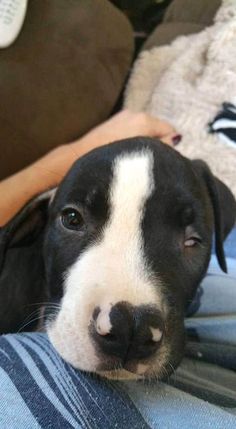 a black and white dog laying on top of a person