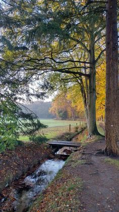 a small stream running through a park next to tall trees and leaves on the ground