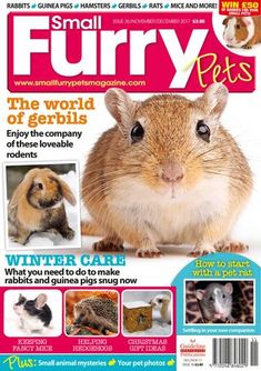 the front cover of small furry pets magazine, featuring an image of a gerbil