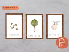 three framed pictures with plants and seeds on them, one is for the plant in the seed