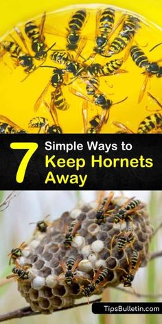 How To Get Rid Of Hornets Outside, Repel Wasps And Hornets, Diy Hornets Nest, How To Get Rid Of Wasps Nest, Get Rid Of Wasps Outside, Hornet Repellent, Wasps And Hornets