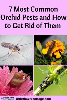 different types of bugs and flowers with the title 7 most common orchid pests and how to get rid of them