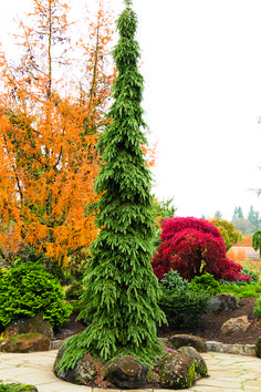 a very tall green tree sitting in the middle of a garden