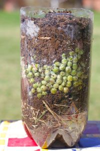 a glass jar filled with dirt and green grapes