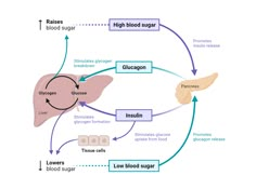 the diagram shows how blood sugars are attached to the liver and other organ systems