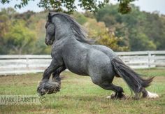 a gray horse is galloping in the grass