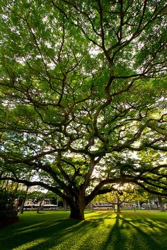 a large tree in the middle of a grassy area with sun shining down on it