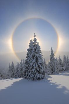 the sun is shining in the sky over snow covered trees and evergreens with a halo around them