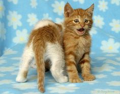 an orange and white kitten standing next to another kitten on a blue floral print background