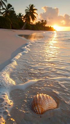 a seashell is laying on the beach as the sun sets over the water and palm trees in the background