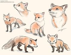 several different types of foxes are shown in this drawing