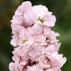 pink flowers are blooming in the garden